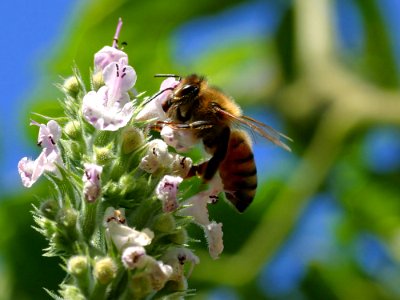Pollinating Bee
