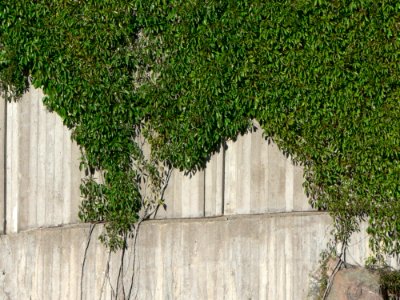 Plants Climbing Concrete Wall