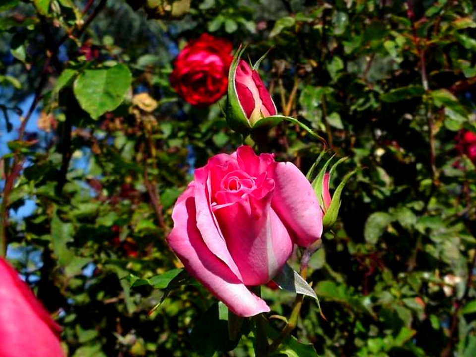 Pink Rose