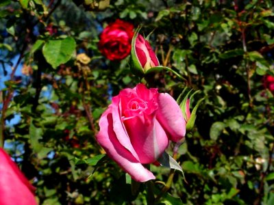 Pink Rose