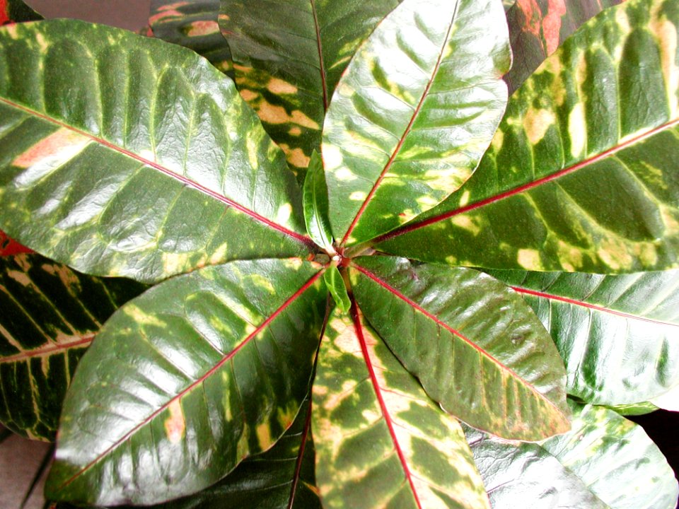 Plant 3