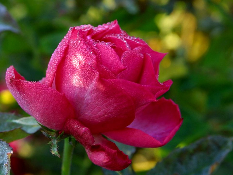Pink Rose Drops 2