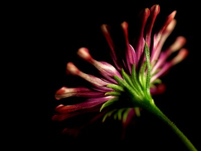 Pink Whirls Daisy 2