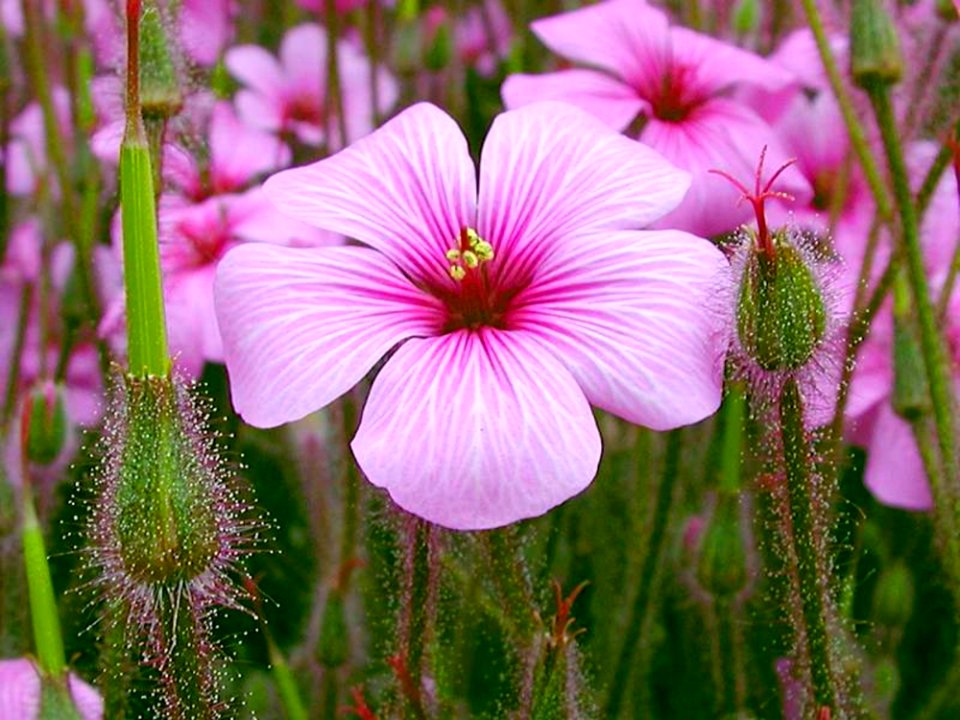 Pink Flower 2