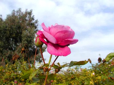 Pink Rose 3