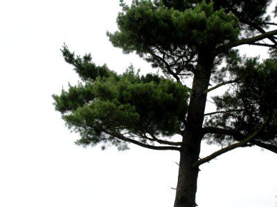 Pine 2