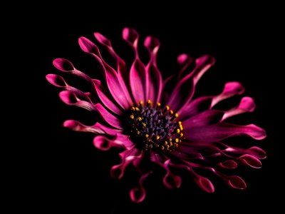 Pink Whirls Daisy