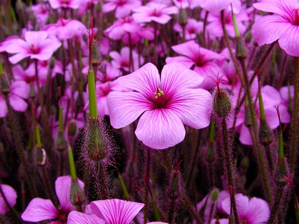 Pink Flowers