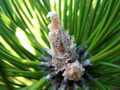 Pine Tree Bud