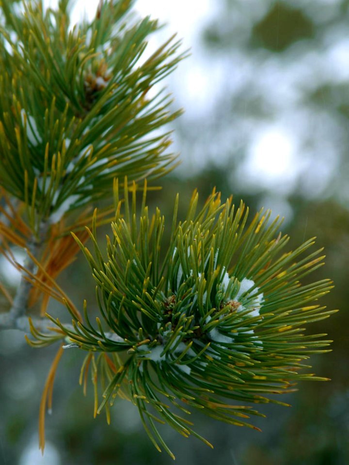 Pine