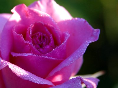 Pink Rose Drops