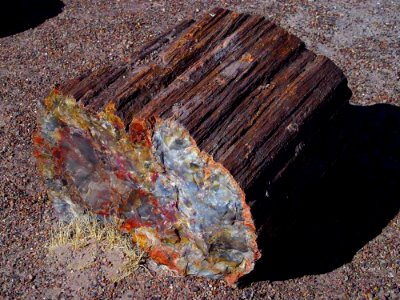 Petrified Wood 3