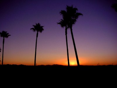 Palm Trees And Sunrise
