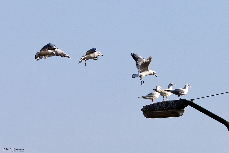 Seagulls wings nature