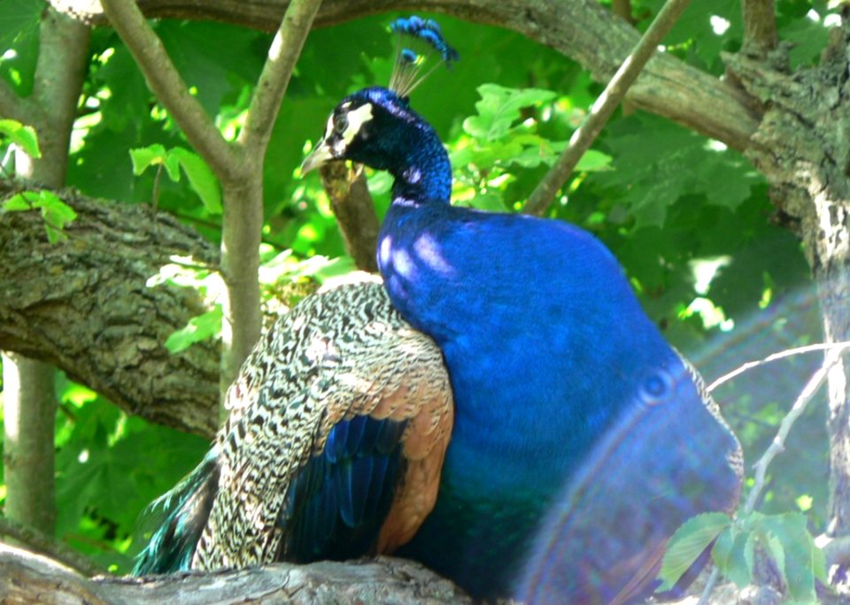 Peacock