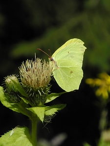 Butterfly thistles wilderness