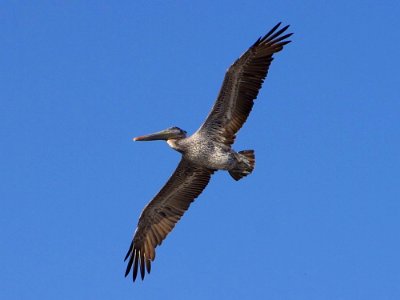 Pelican Bird photo