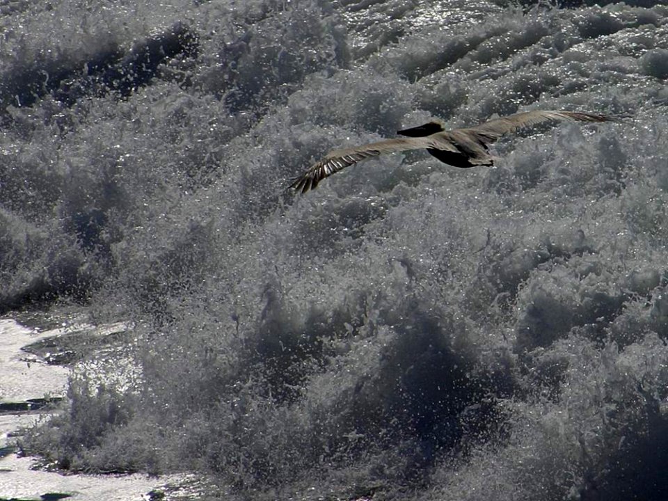 Pelican
