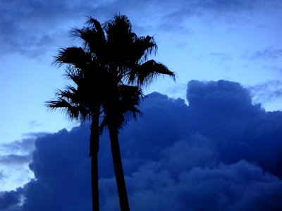 Palm Trees 3