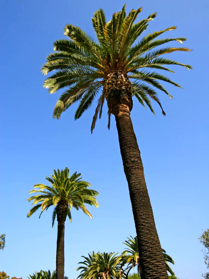 Palm Trees 2
