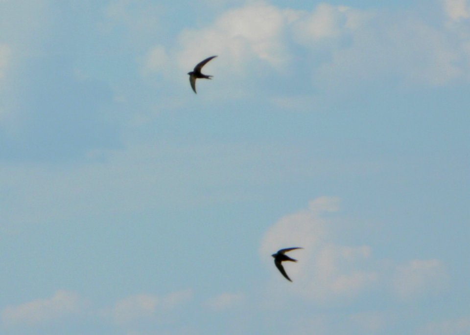Pair Of Flying Swallows