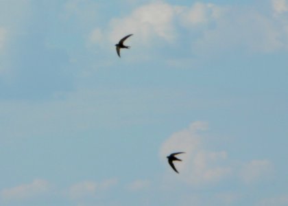 Pair Of Flying Swallows