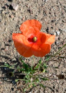 Orange Flower 2