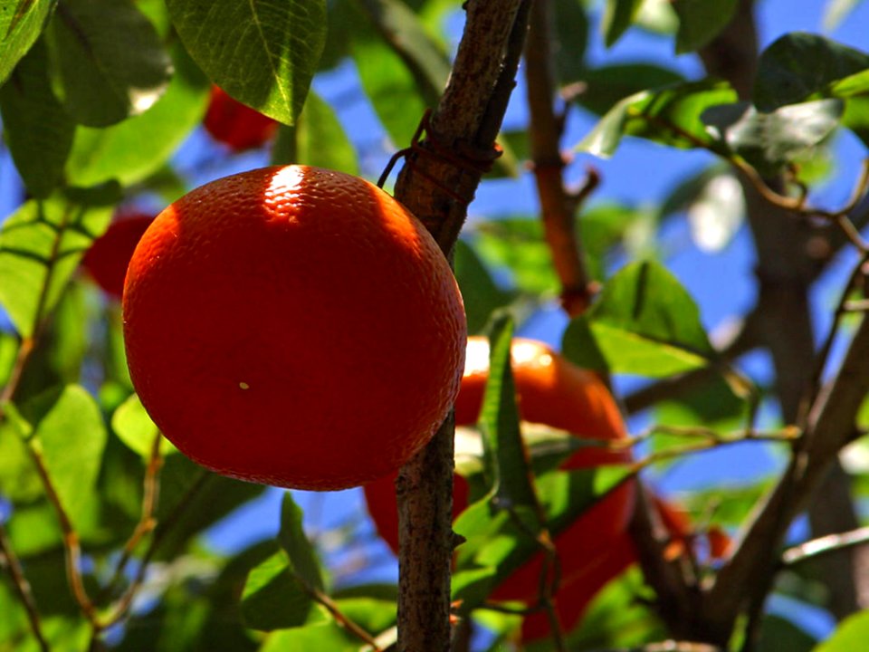 Orange Tree