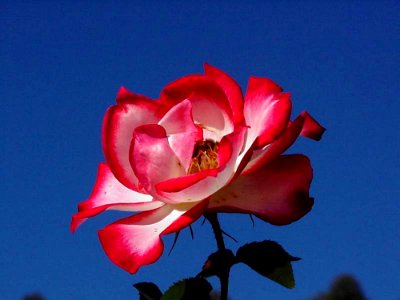 Red Rose 5
