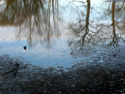 Reflex In Silt photo