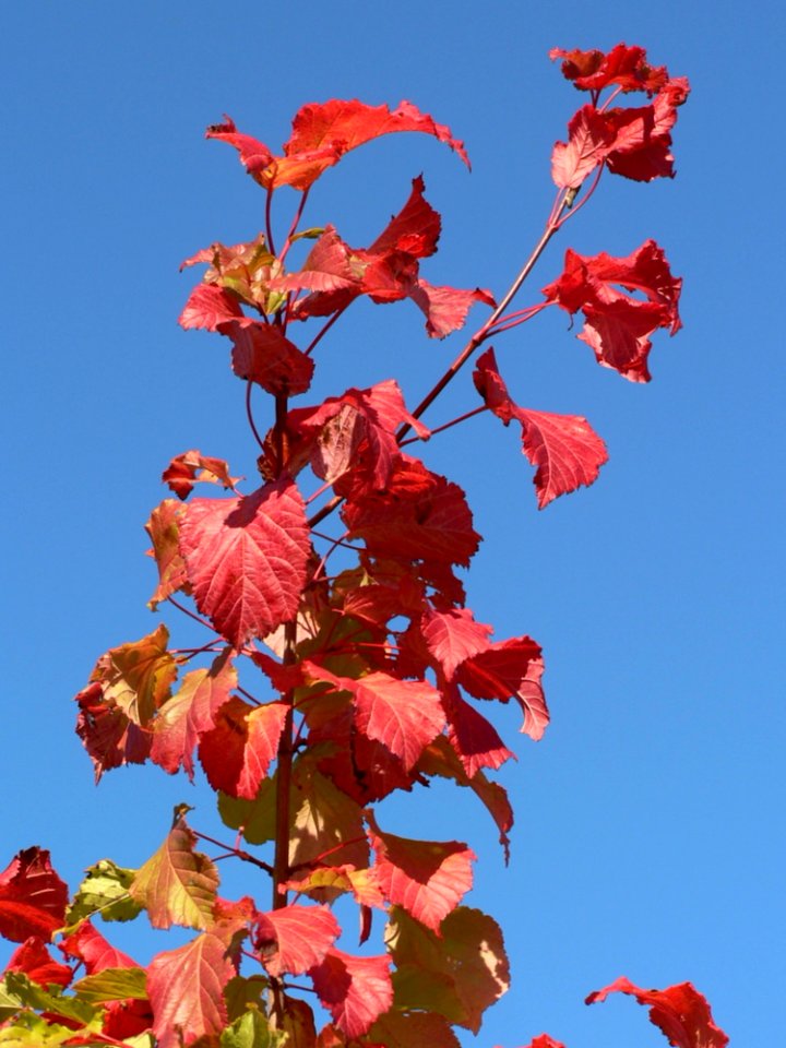 Red Leaves