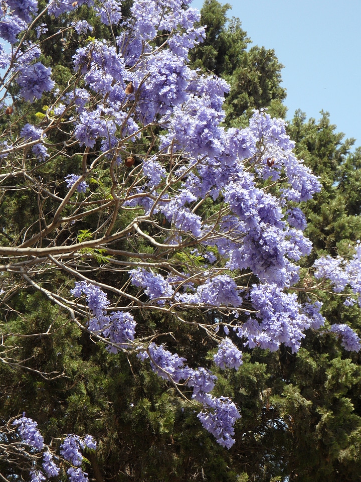 Bloom flowers tree