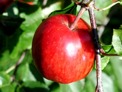 Red Apple On Branch