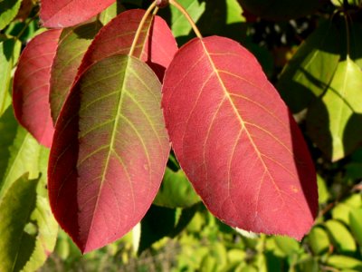 Red Autumn Leaves 2 photo