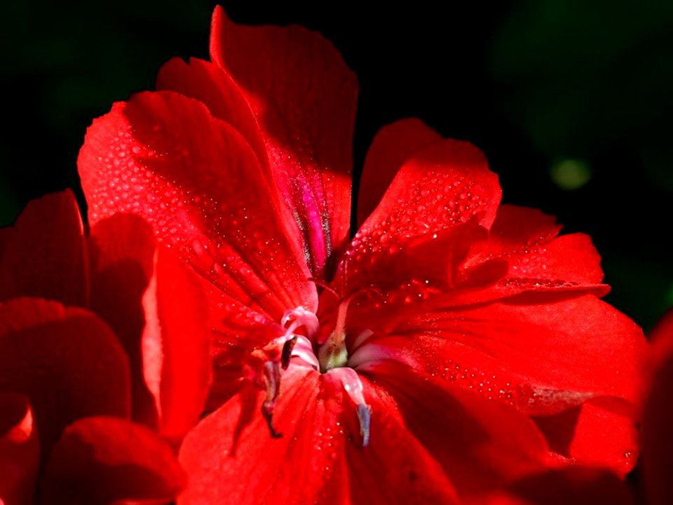 Red Flower