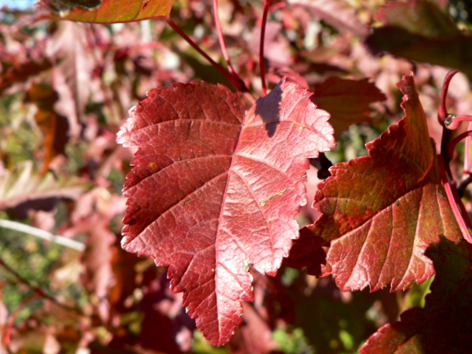 Red Autumn Leaves