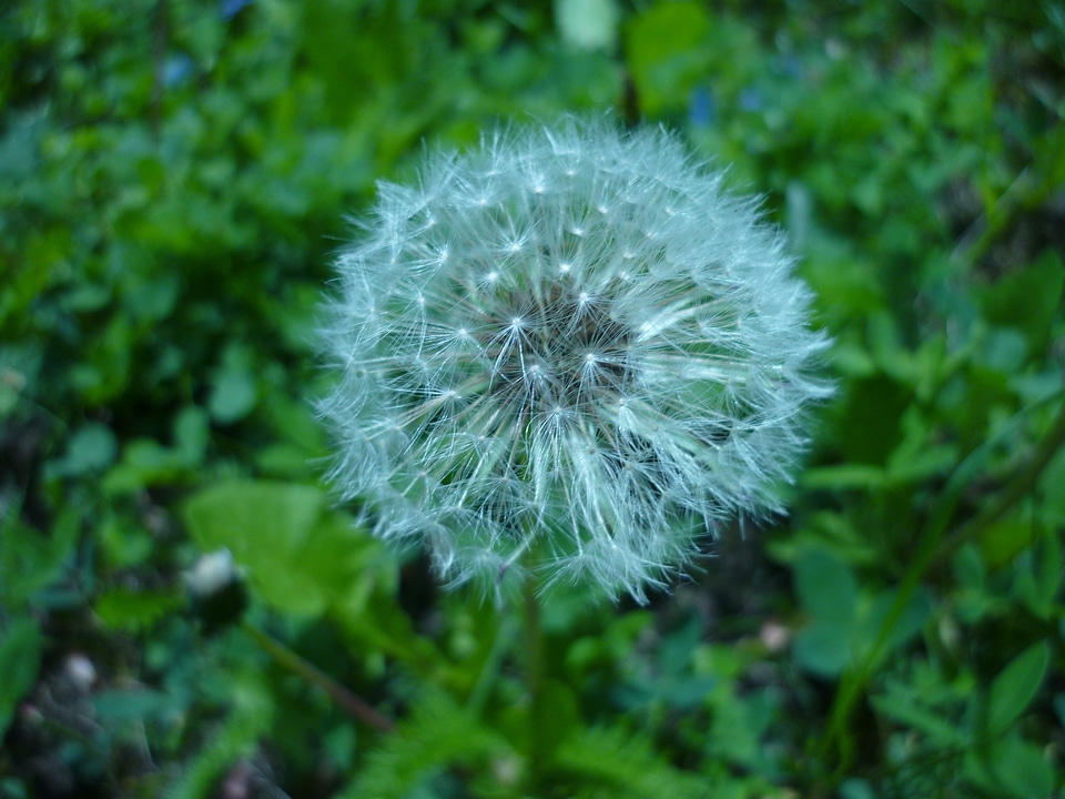 Flower plant plants