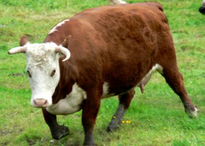 Red And White Cow