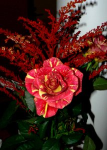 Red Bouquet photo