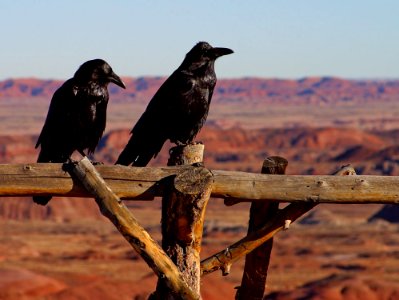 Ravens