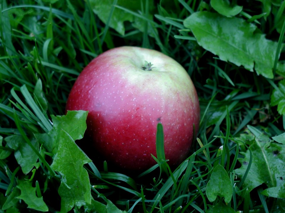 Red Apple In Grass