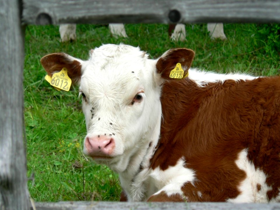 Red And White Calf
