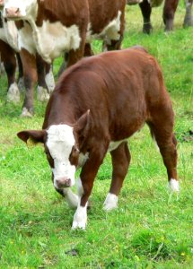Red And White Calf 3
