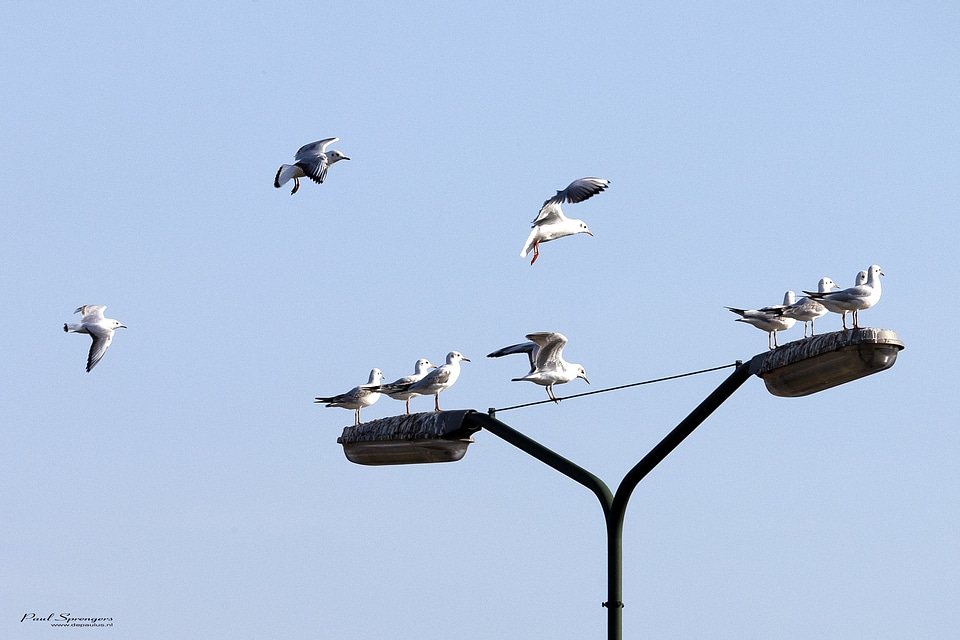 Seagulls nature wings