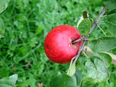 Red Apple From Top