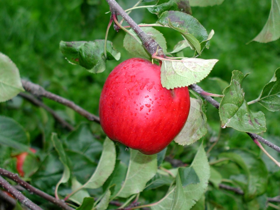 Red Apple On Branch With Leafes