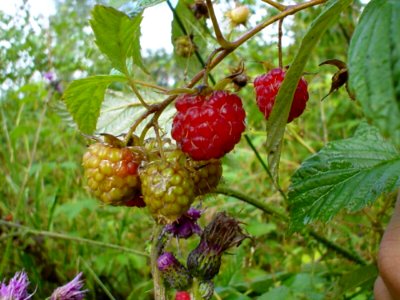 Raspberries