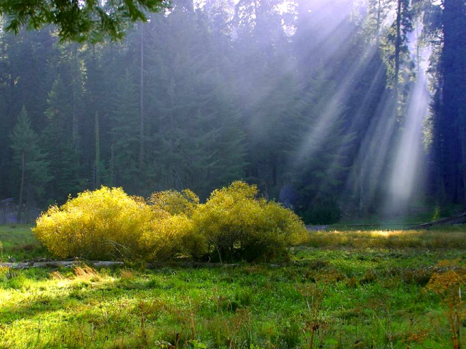 Rays On The Meadow