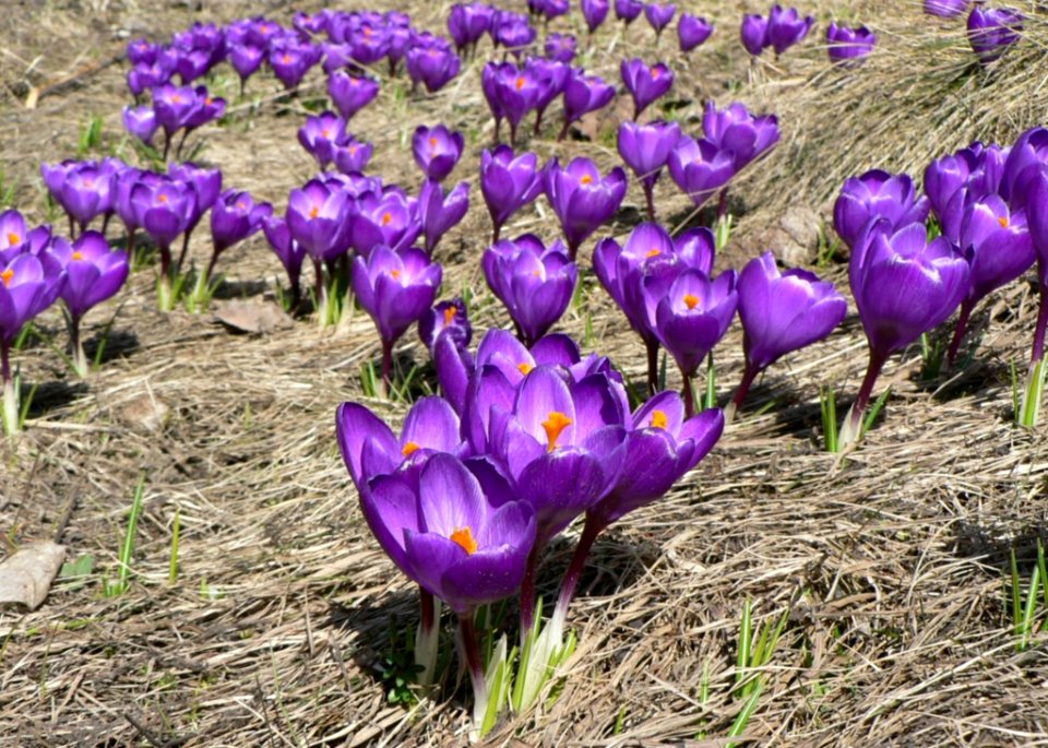 Purple Crocus