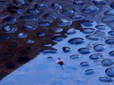 Rain Puddle
